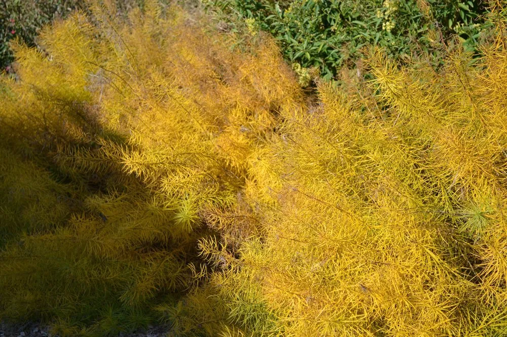 Expert yard cleanup service in Knoxville, TN - Garden Guru Services