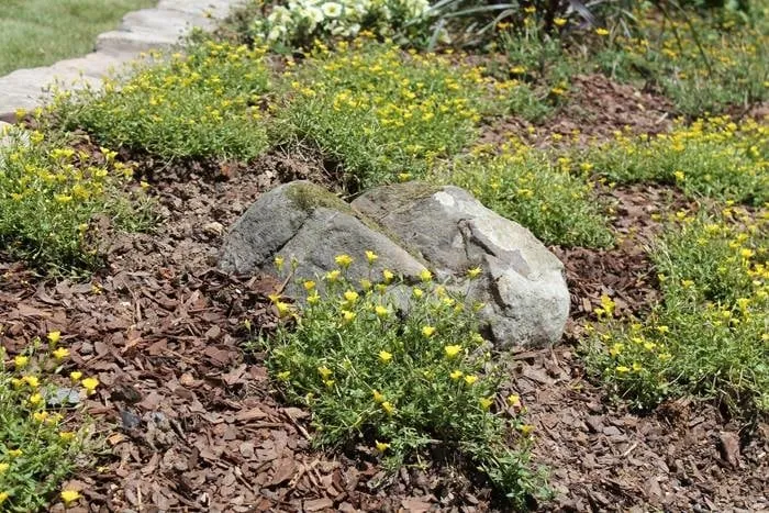 Affordable lawn mowing service in Knoxville, TN - Garden Guru Services