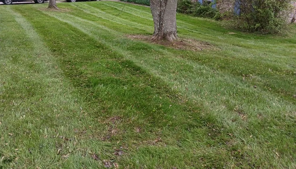 Professional yard cleanup service in Butler, KY by Garden Gurus