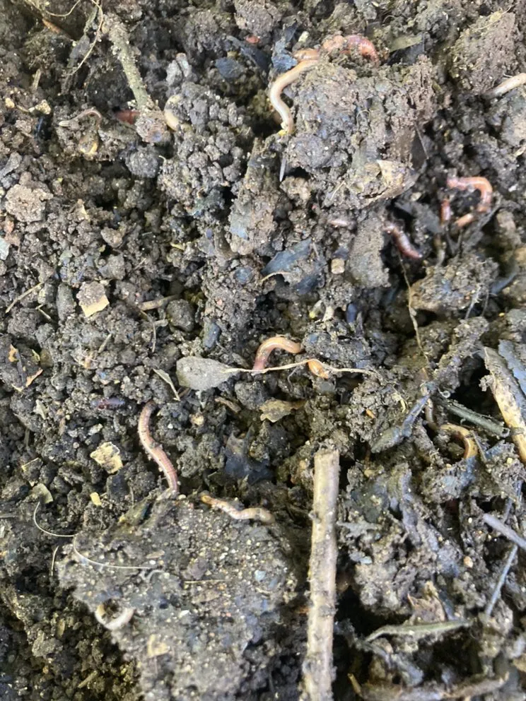 Top-rated yard cleanup service with custom design across Medford, OR - Garden Gurus