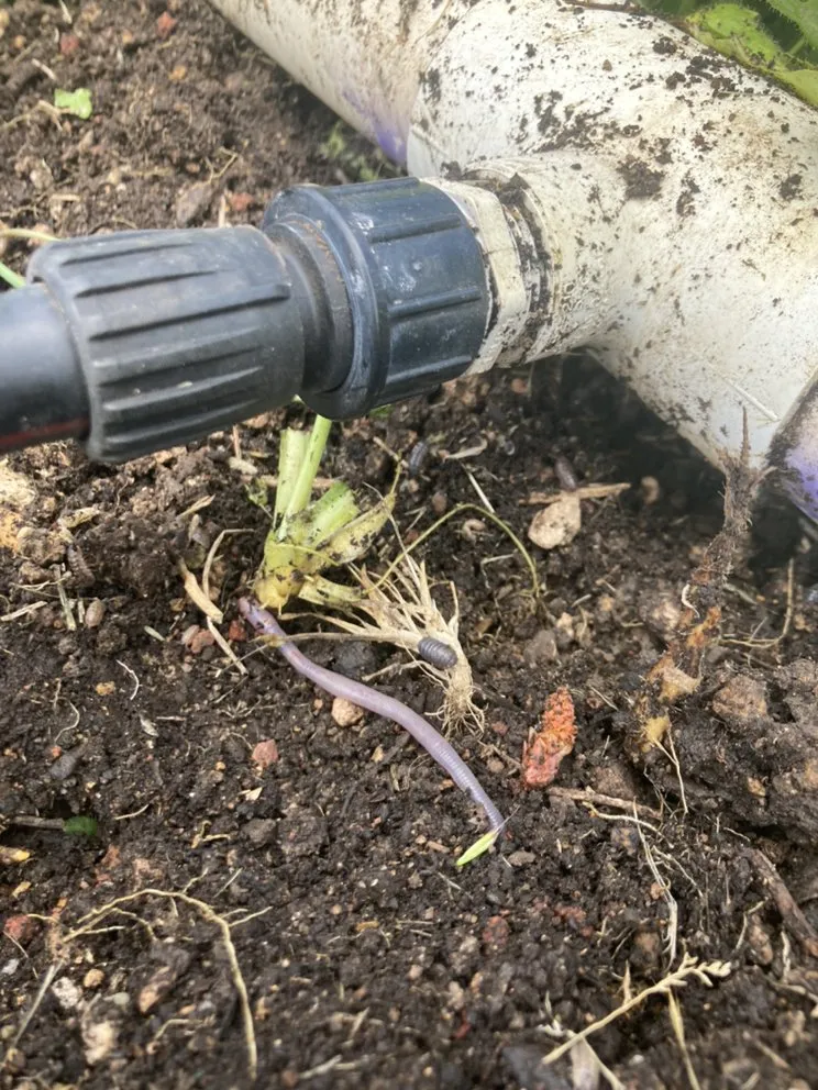 Professional landscape design for homes in Medford, OR by Garden Gurus