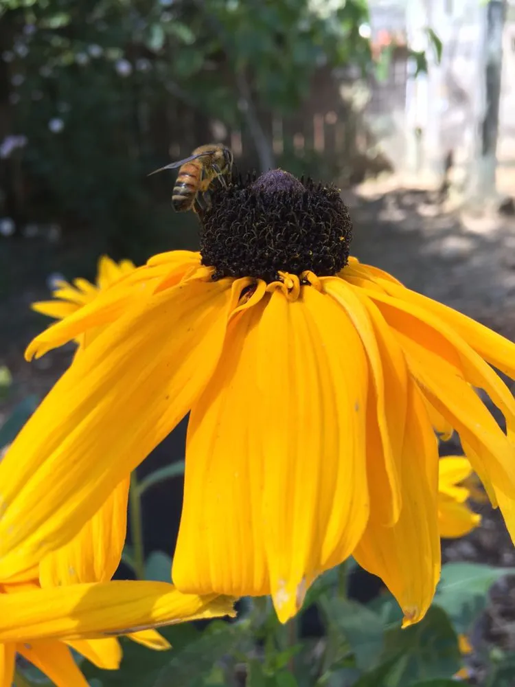 Professional landscape design in Watsonville, CA by Garden Homebees