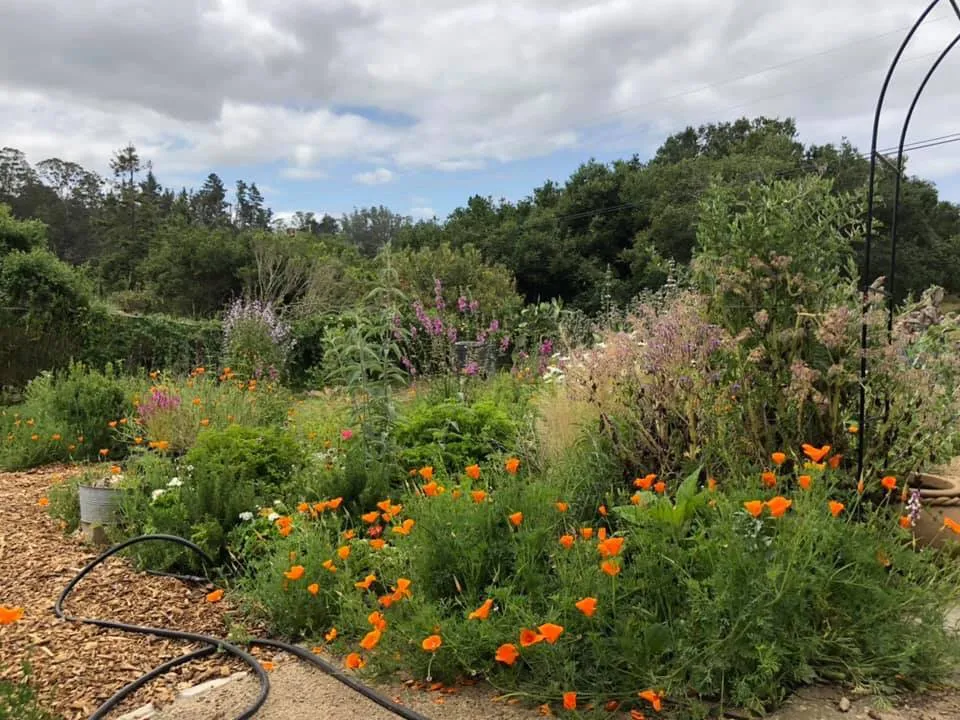 Custom yard cleanup service in Watsonville, CA by Garden Homebees