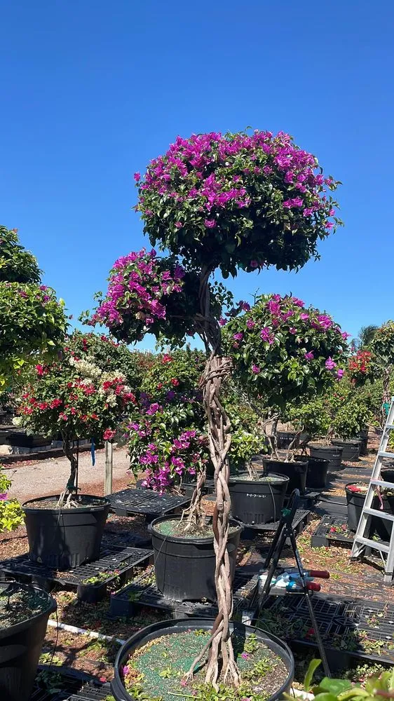 Custom yard maintenance for year-round maintenance in Greenacres, FL by Garden King Maitenance