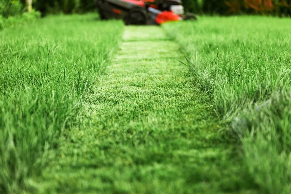 Custom yard cleanup service in Jamestown, TN by Garden Kings