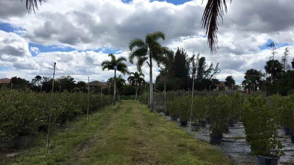Reliable yard cleanup service in West Palm Beach, FL by Garden Landscape