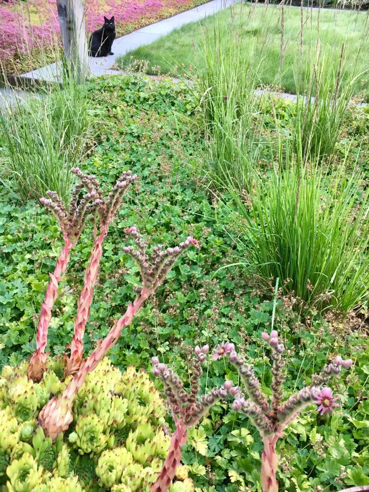 Affordable yard cleanup service for homes across Spokane, WA - Garden Landscapes