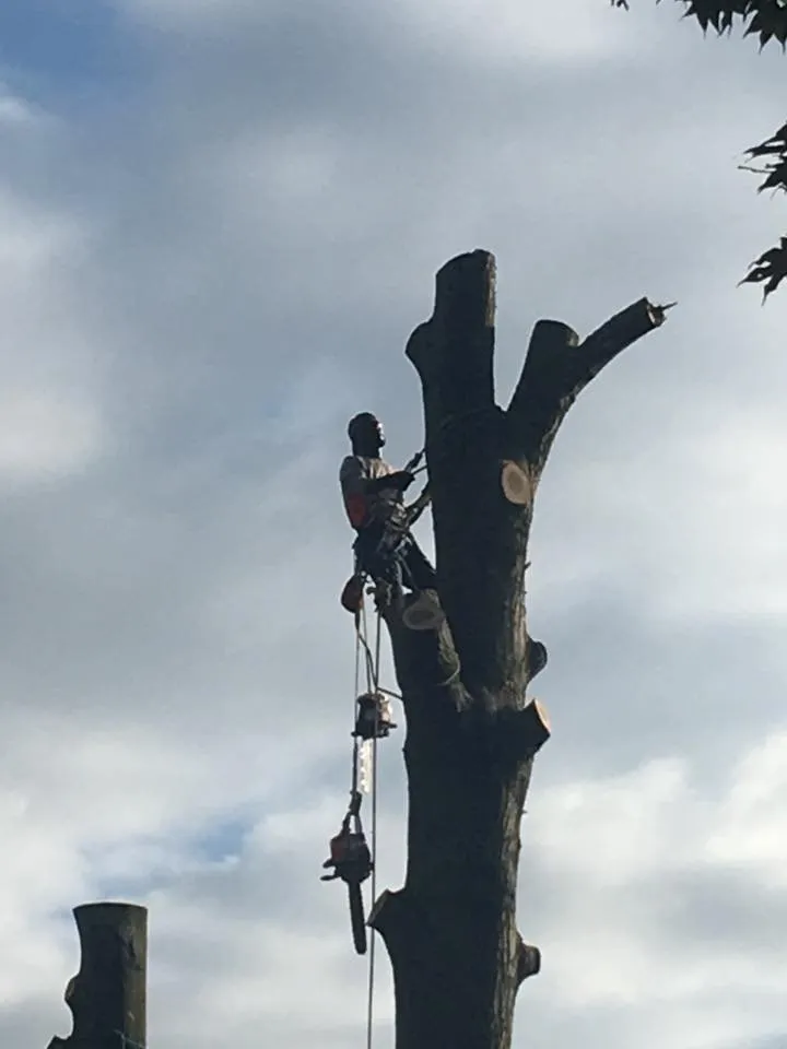 Trusted lawn care service near you across Fairlawn, OH - Garden Landscaping and Tree Service