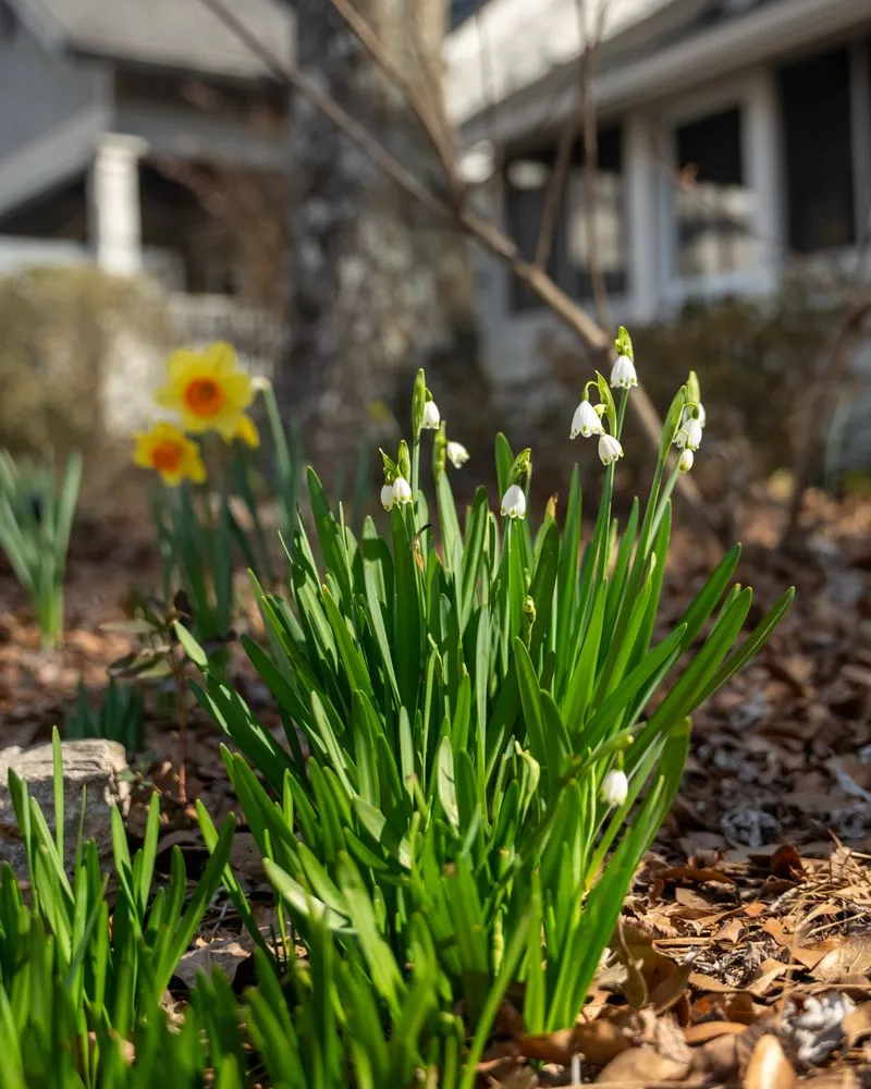 Reliable lawn care service experts serving Decatur, GA - Garden Lights Landscaping