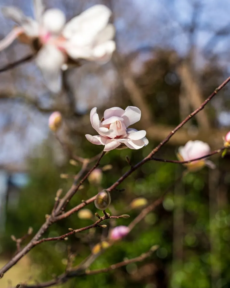 Custom lawn mowing service experts serving Decatur, GA - Garden Lights Landscaping