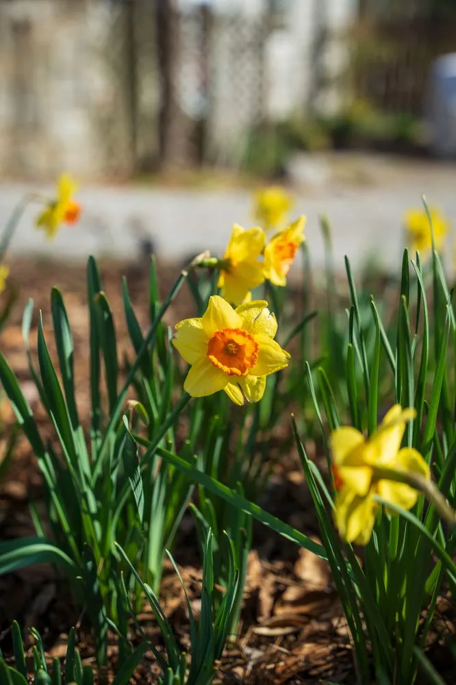 Local lawn mowing service for beautiful yards across Decatur, GA - Garden Lights Landscaping