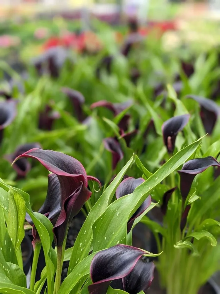 Professional lawn mowing service with custom design in Alameda, CA by Garden Mamas