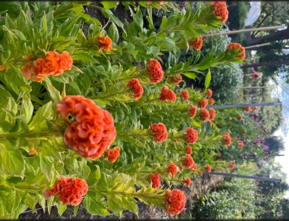 Expert lawn care service for year-round maintenance in Alameda, CA by Garden Mamas