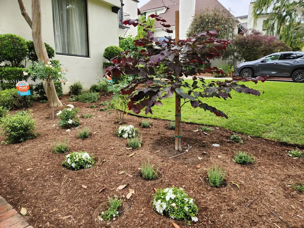 Top-rated yard cleanup service experts serving Pasadena, CA - Garden Natives