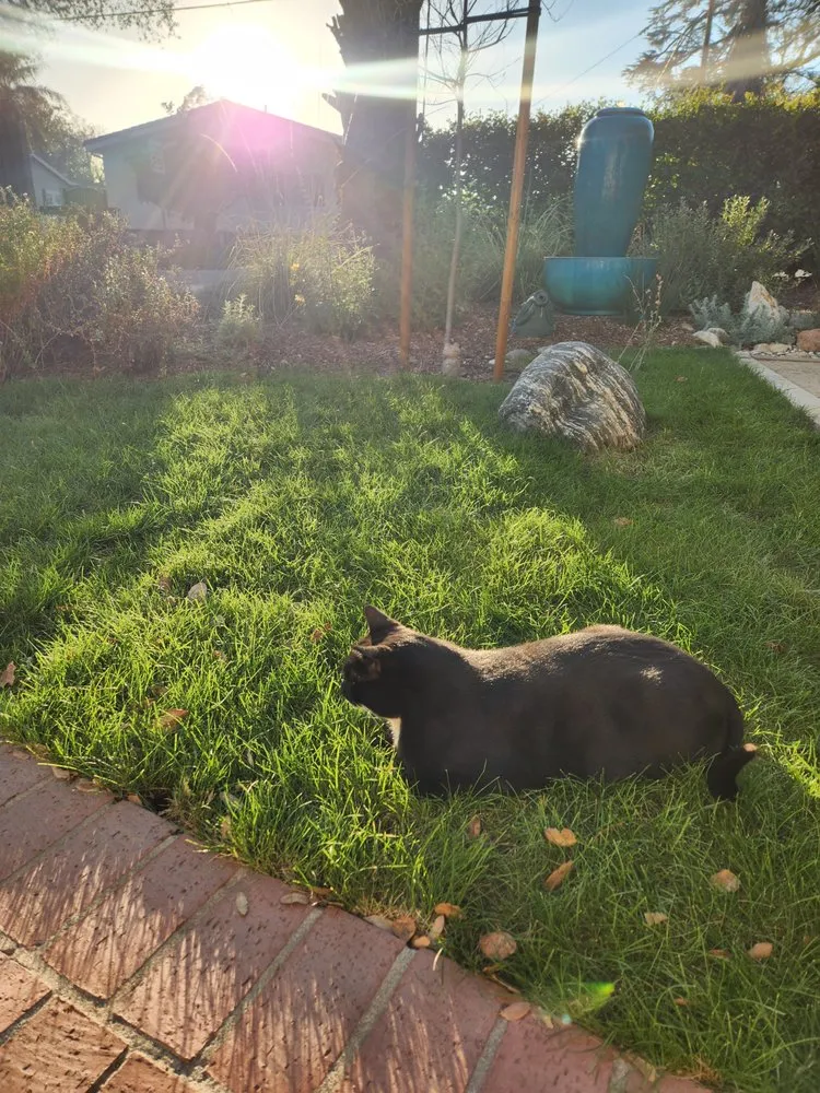 Trusted landscape design experts serving Pasadena, CA - Garden Natives