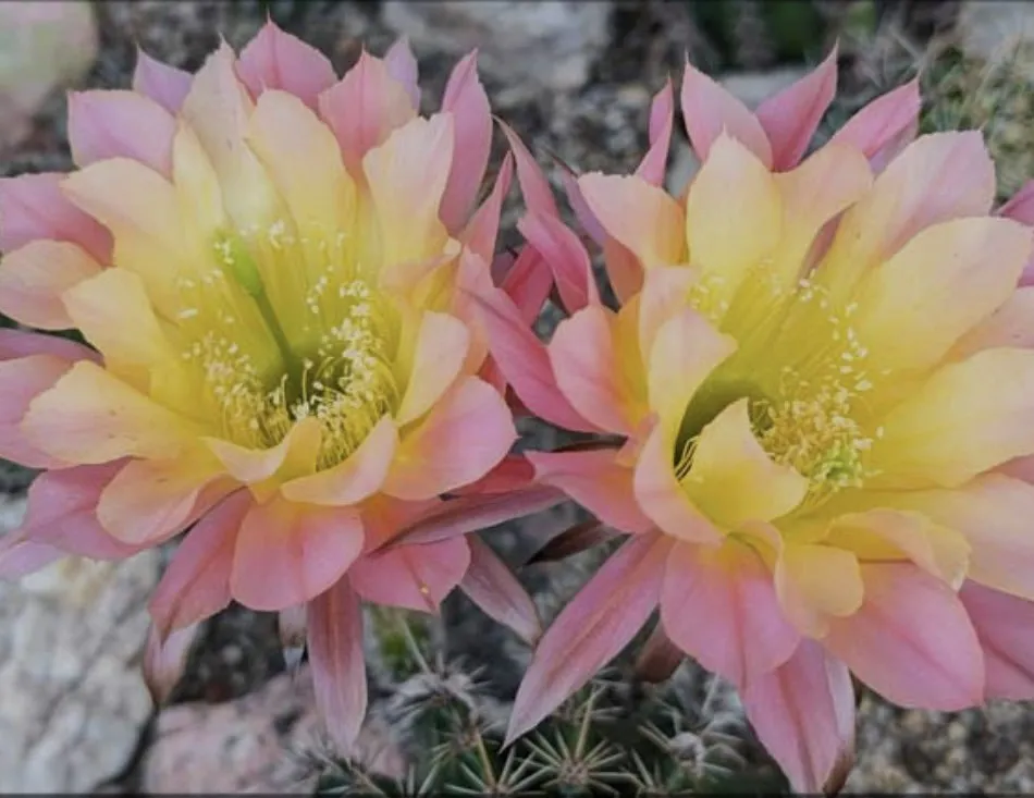 Top-rated yard cleanup service in Palm Desert, CA by Garden Oasis Landscaping