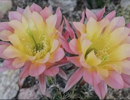 Garden Oasis Landscaping Logo