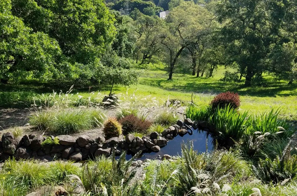 Professional yard cleanup service experts serving Sebastopol, CA - Garden of Ease