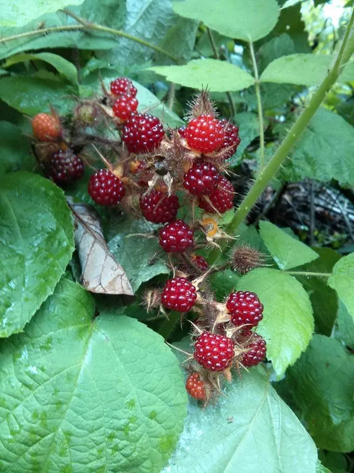 Affordable outdoor landscaping for homes in Fredericksburg, VA by Garden of Eden Landscaping