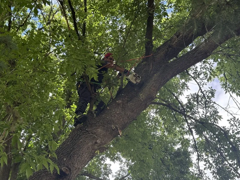 Trusted residential landscaping in Park Rapids, MN - Garden Of Eden Tree Care and Landscaping