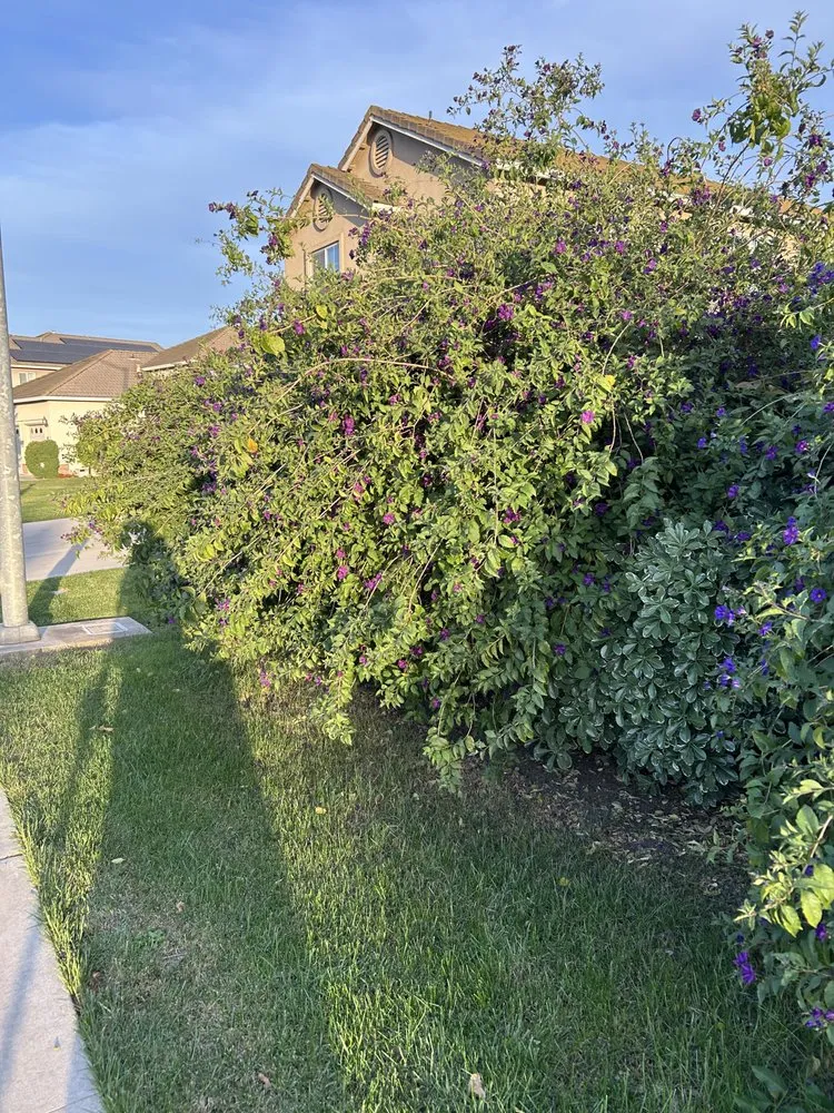 Expert lawn mowing service experts serving Stockton, CA - Garden of Eden Yard Services