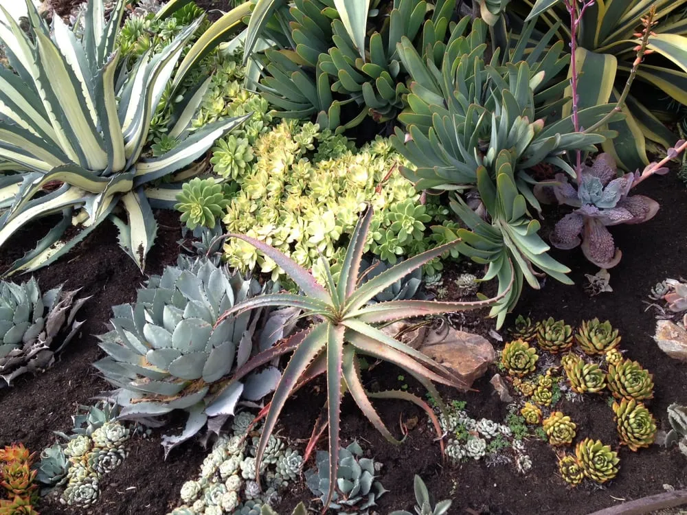 Affordable garden landscaping experts serving Long Beach, CA - Garden of O