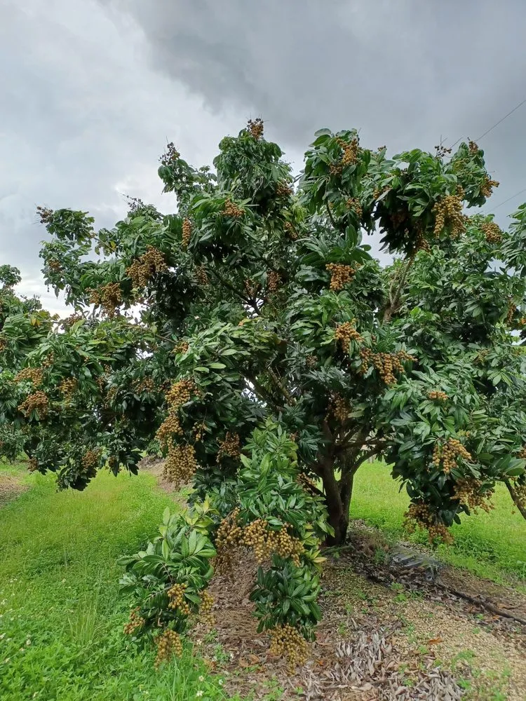 Top-rated residential landscaping with custom design in Immokalee, FL by Garden of Paradise