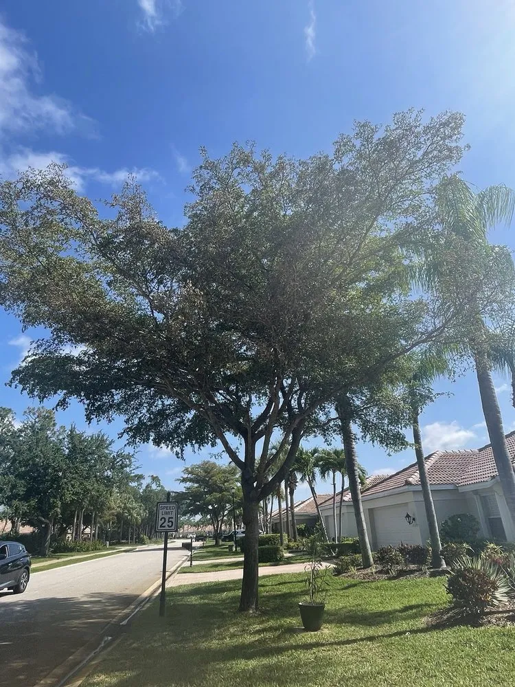 Local yard cleanup service in Immokalee, FL - Garden of Paradise