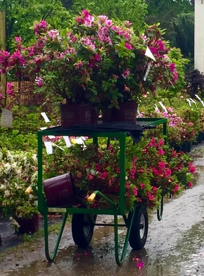 Local landscape design in Great Neck, NY by Garden Plus Designs, Inc.