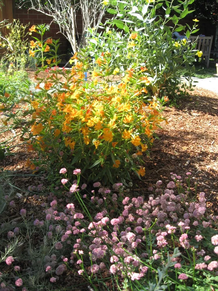 Professional yard cleanup service for beautiful yards across Menlo Park, CA - Garden Rain Landscaping