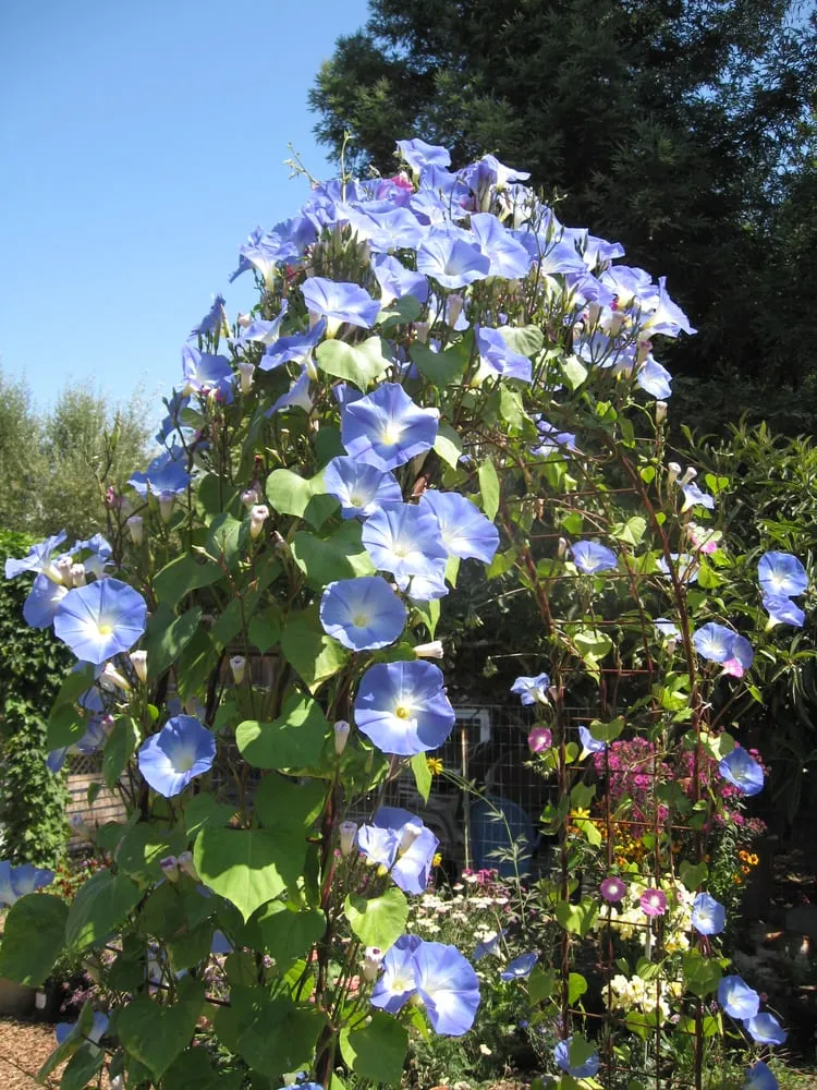 Trusted yard maintenance for beautiful yards across Menlo Park, CA - Garden Rain Landscaping