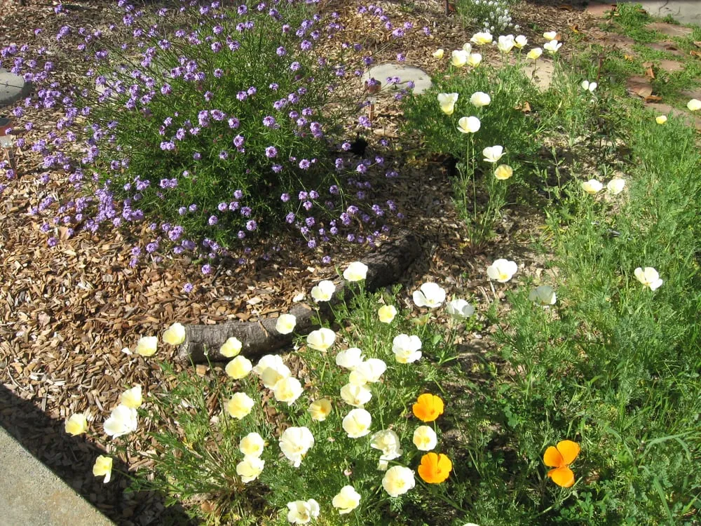 Reliable garden landscaping with custom design in Menlo Park, CA by Garden Rain Landscaping