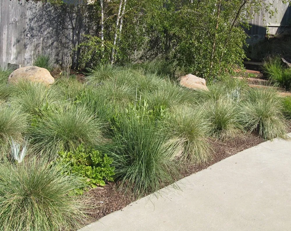 Affordable landscape installation in Menlo Park, CA - Garden Rain Landscaping