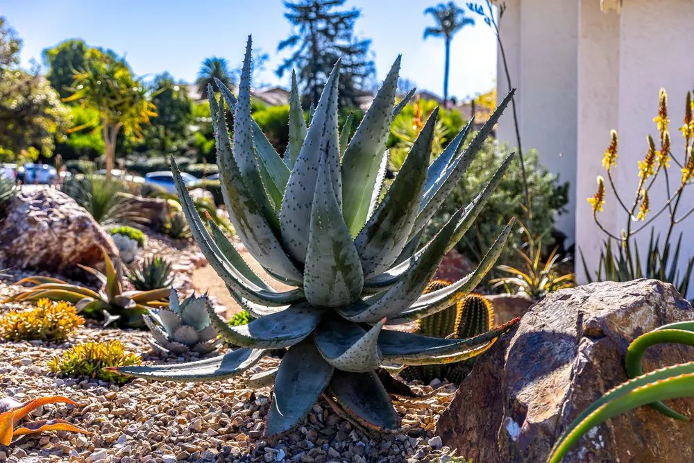 Trusted garden landscaping in Encinitas, CA - Garden Rhythms