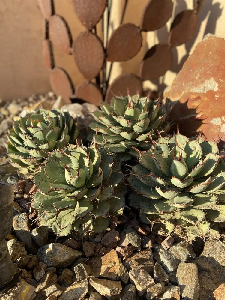 Local garden landscaping in Encinitas, CA - Garden Rhythms