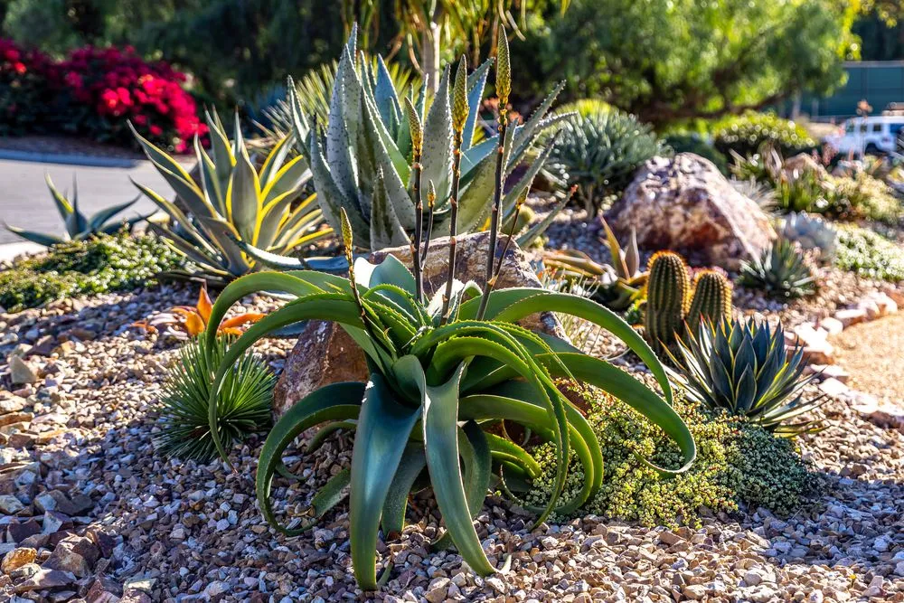Professional residential landscaping in Encinitas, CA by Garden Rhythms