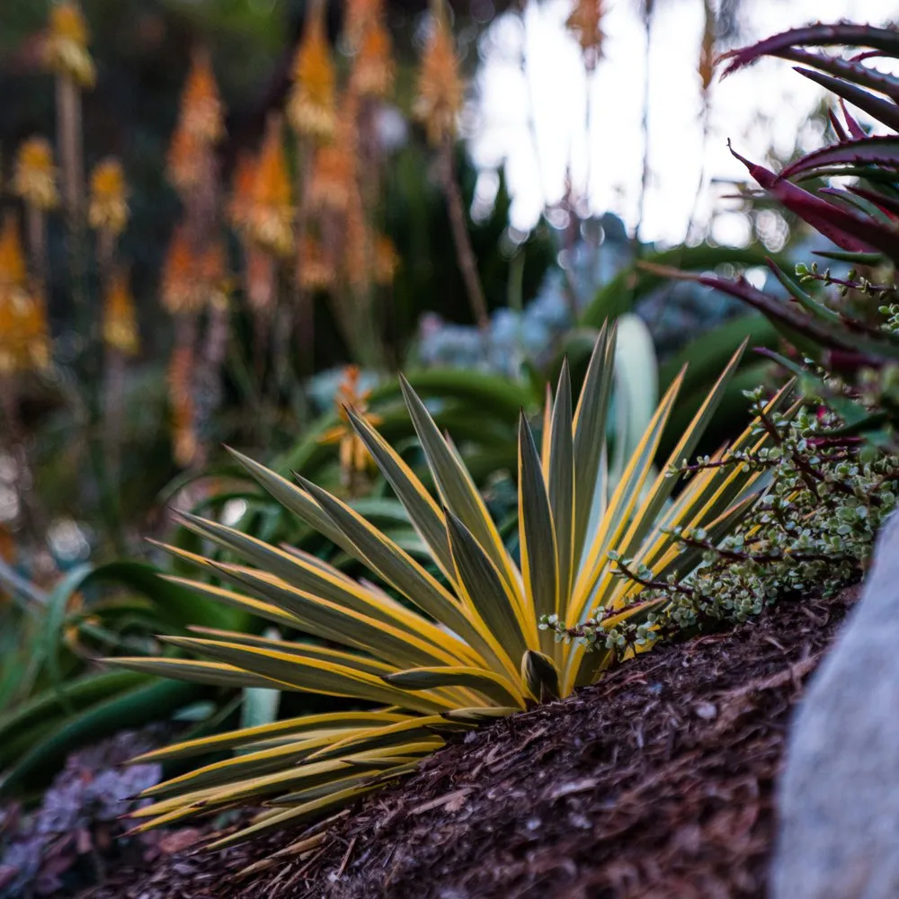 Custom lawn care service in Encinitas, CA - Garden Rhythms