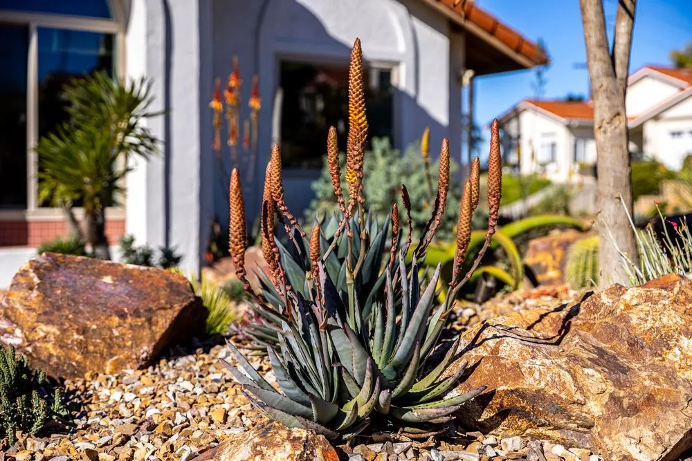 Professional lawn care service in Encinitas, CA by Garden Rhythms