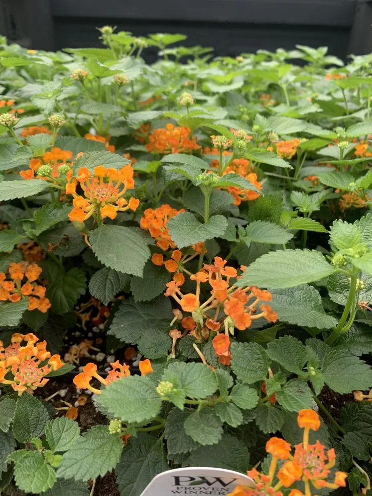 Affordable landscape design for outdoor upgrades across Cincinnati, OH - Garden Roots Consulting