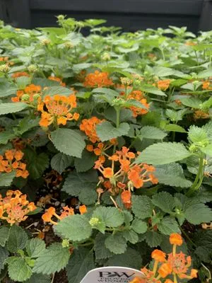 Garden Roots Consulting Logo