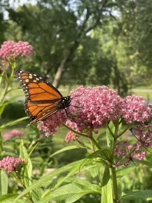 Trusted garden landscaping in Milwaukee, WI - Garden Scapes