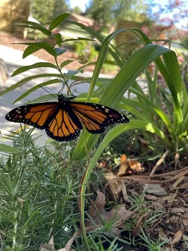 Trusted outdoor landscaping in Milwaukee, WI - Garden Scapes