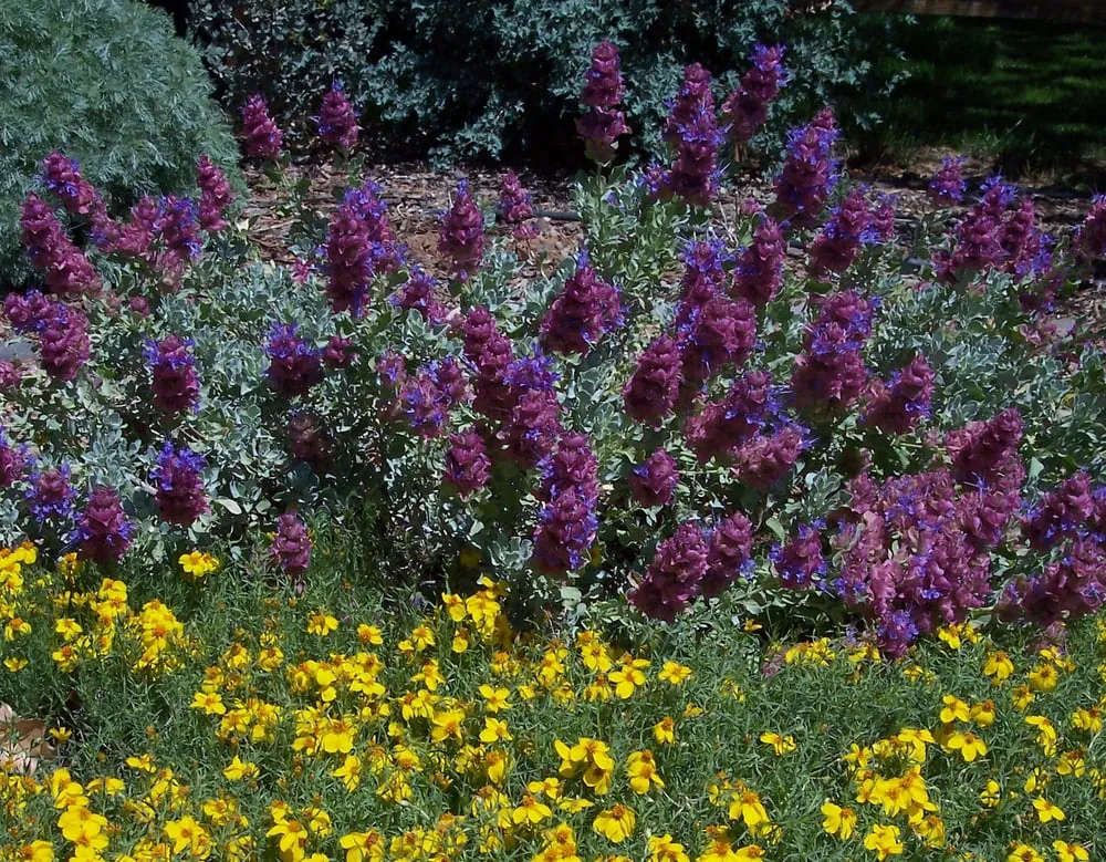 Expert yard maintenance in Grand Junction, CO - Garden Scentsations