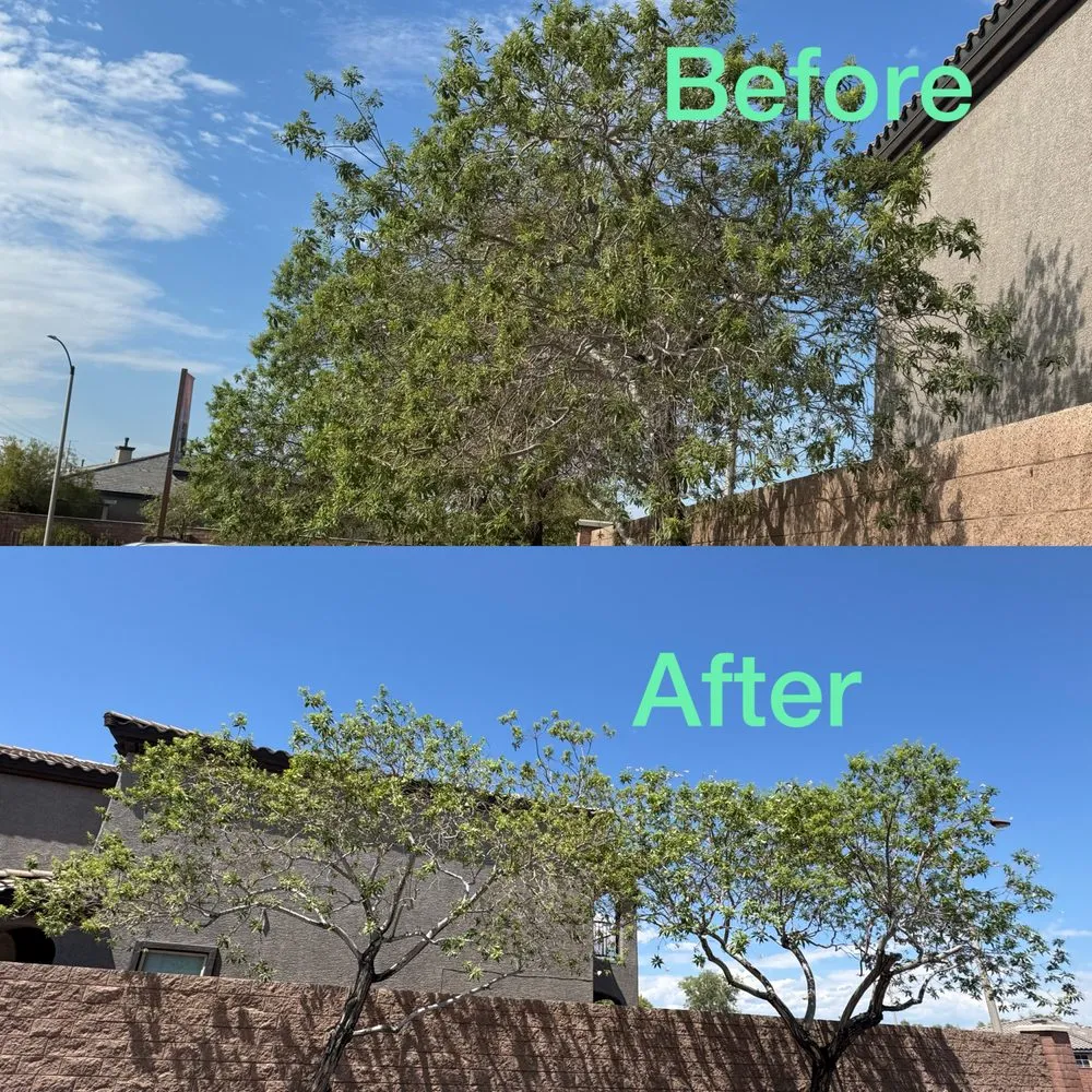 Professional yard cleanup service in Las Vegas, NV - Garden Services JB