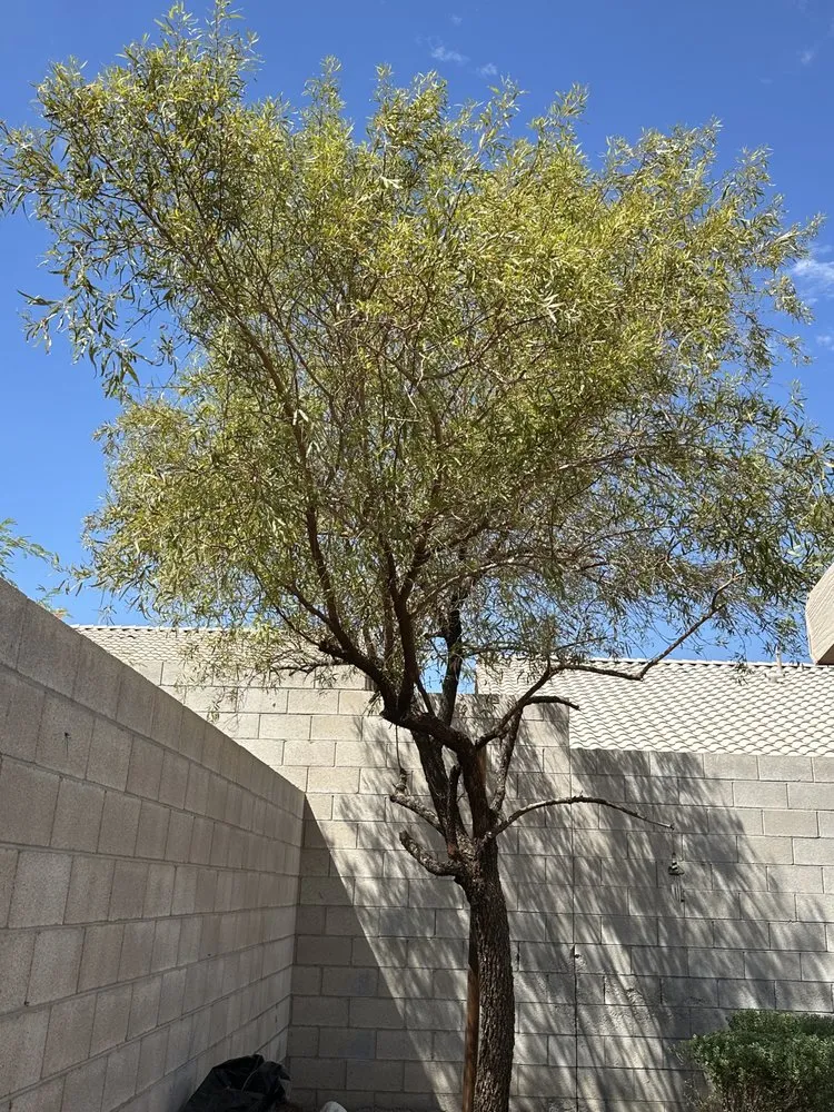 Professional yard maintenance experts serving Las Vegas, NV - Garden Services JB