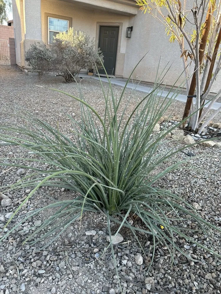 Local yard cleanup service in Las Vegas, NV by Garden Services JB