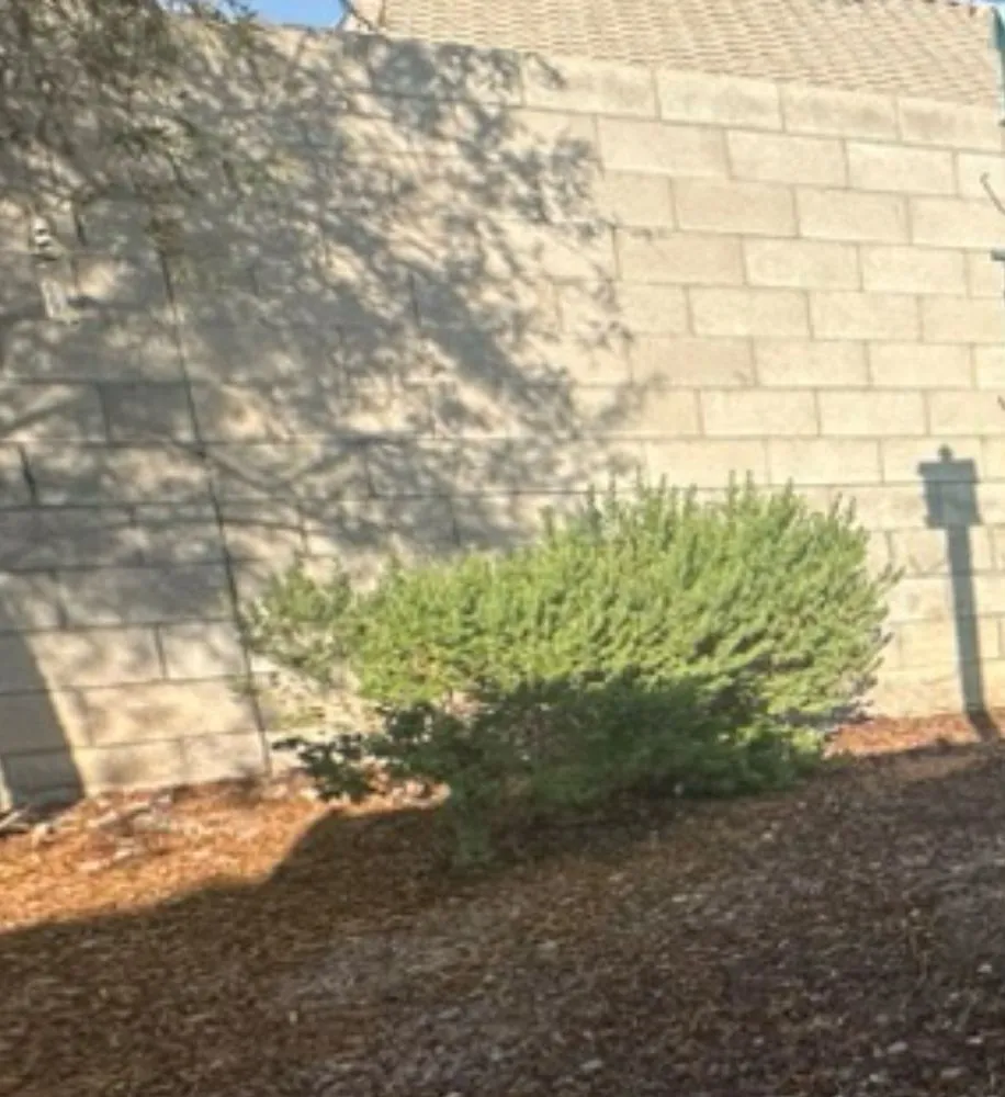 Local yard maintenance in Las Vegas, NV by Garden Services JB