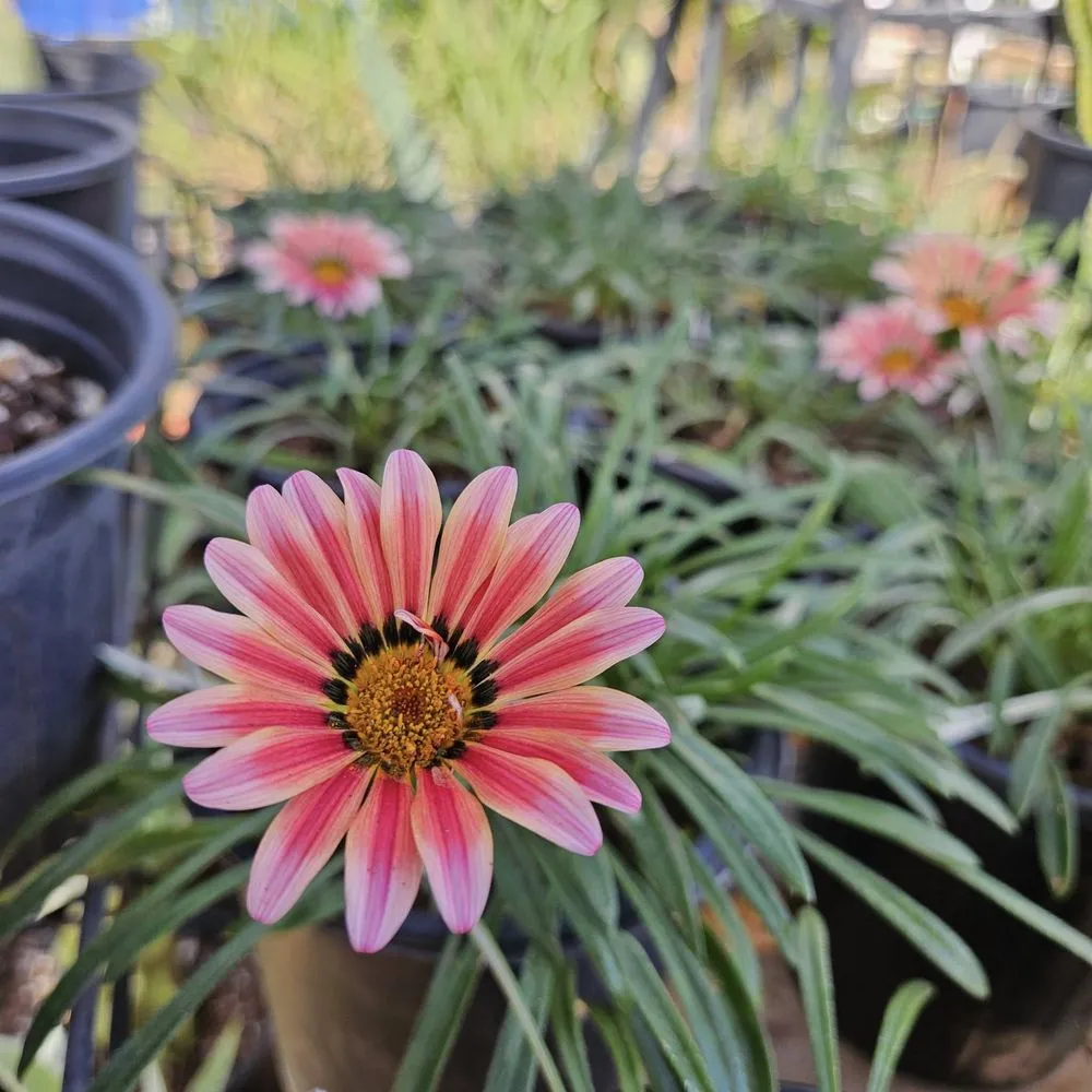 Professional landscape installation for outdoor upgrades in Maricopa, AZ by Garden Social