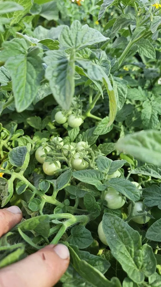 Top-rated landscape design near you in Maricopa, AZ by Garden Social