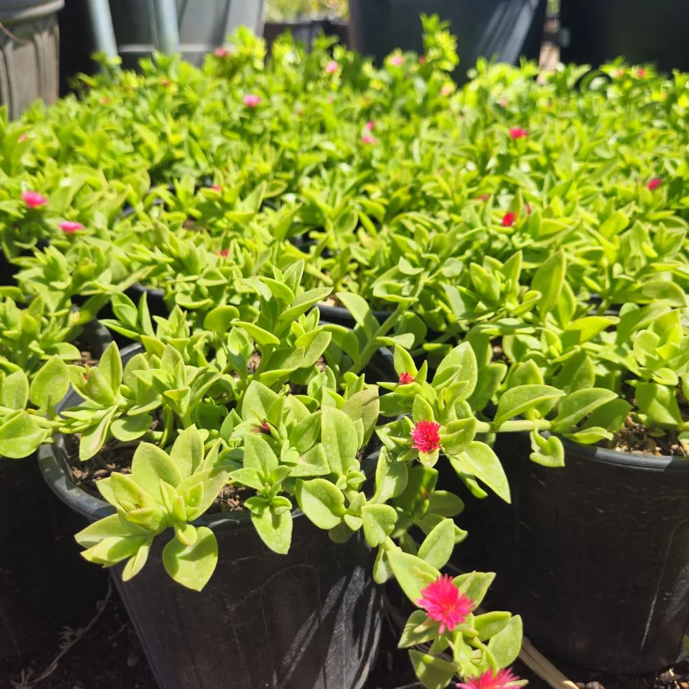 Expert residential landscaping in Maricopa, AZ by Garden Social